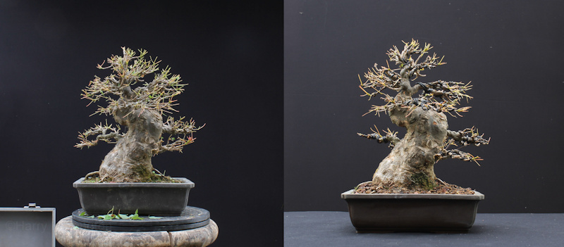 Trident Maple bonsai